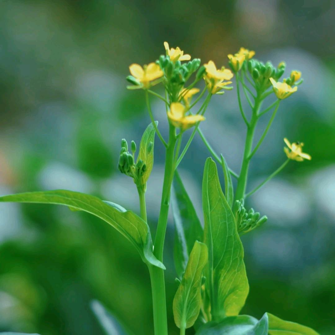 沃尔丰农资琉璃（商品再橱窗）