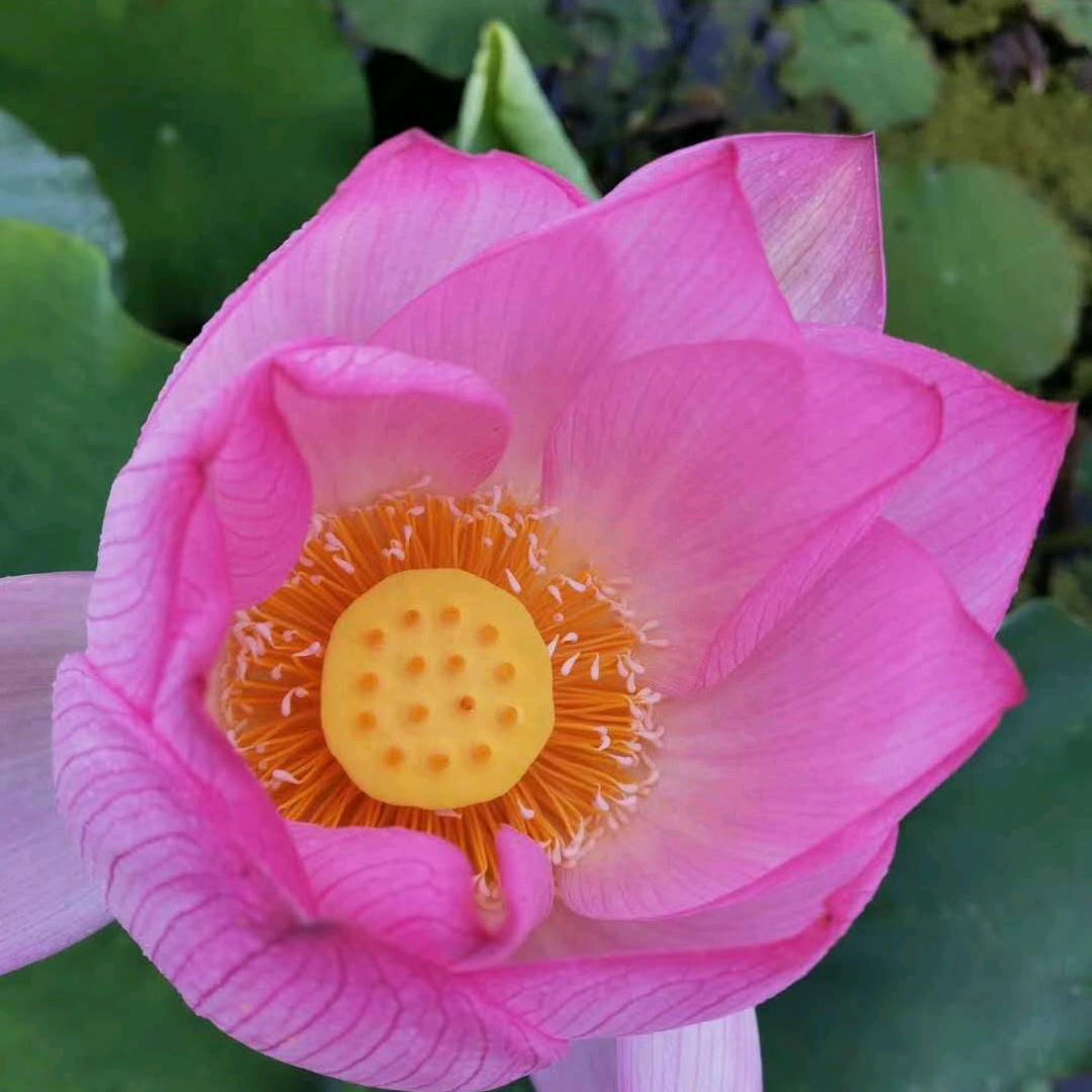 红红