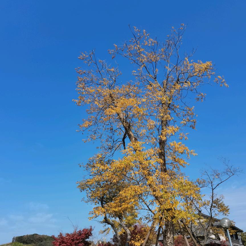 风清日丽
