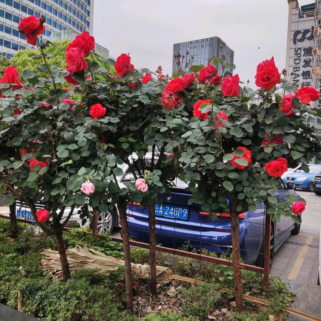 情话比人美🍒🍒🍇