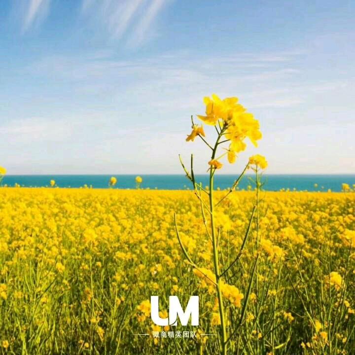 灵芝