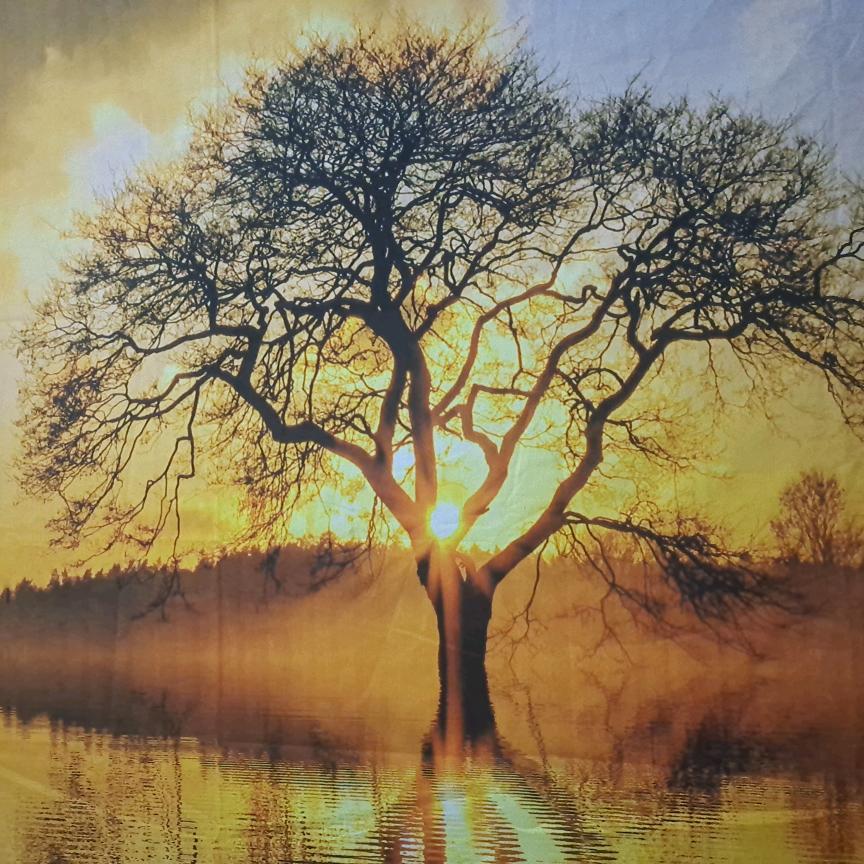 爱的旅途中有你🌹🌺有我🌹🌺