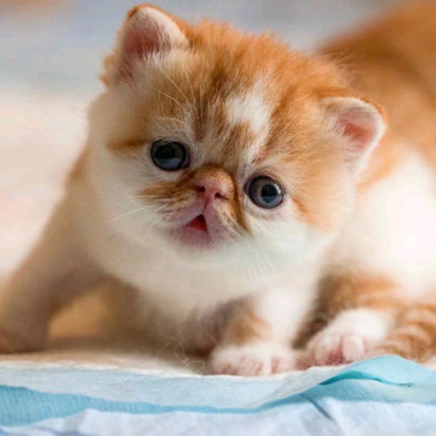 飞天猫猫
