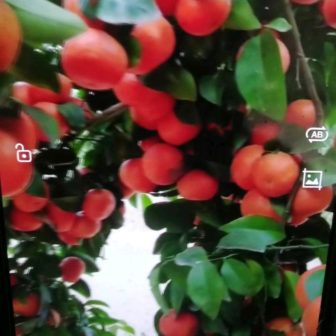 妙明源源贴墙铺地