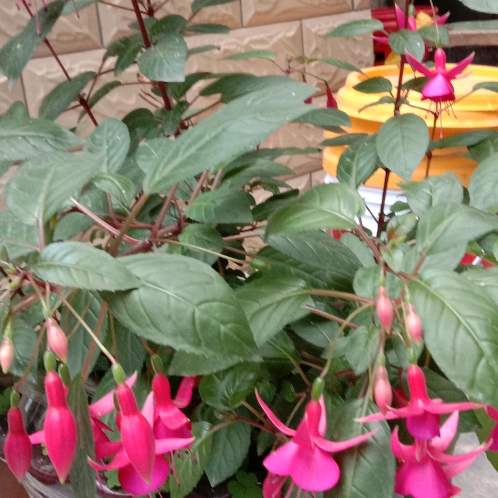苹果