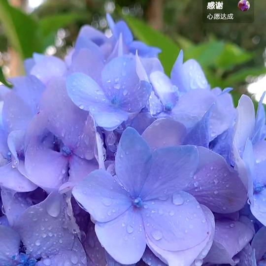 闲着马大姐