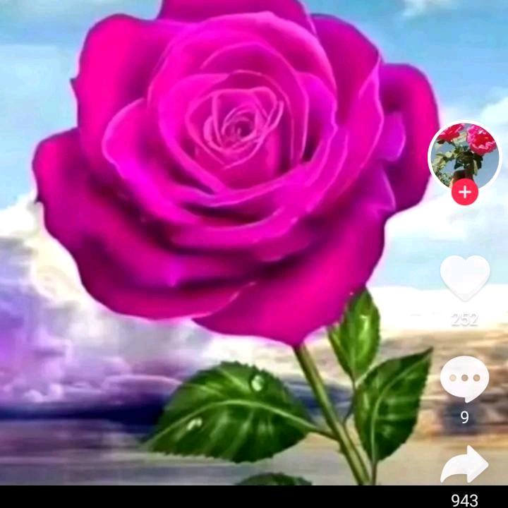 🌹🌹