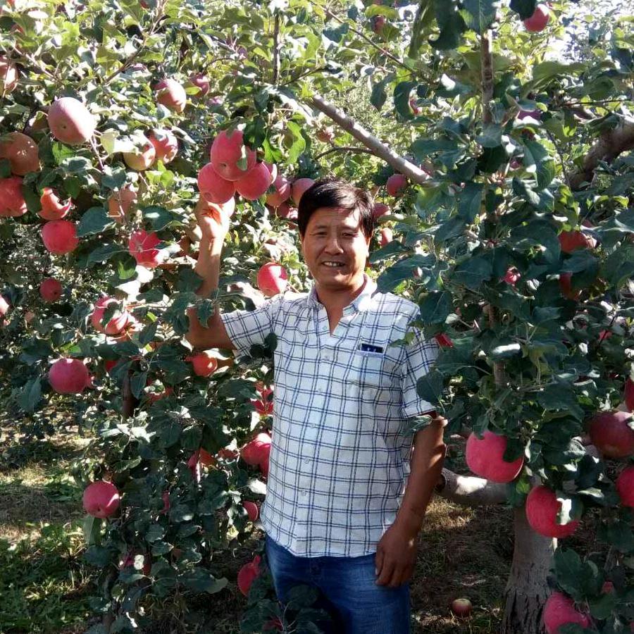 回味人生，在阿克苏种植冰糖心红富士苹果哥