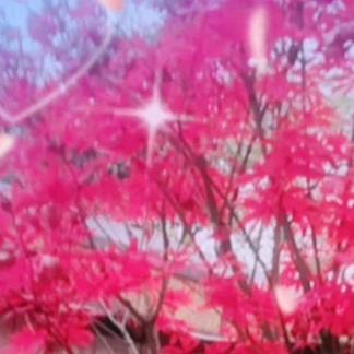 开心😁🍁枫叶