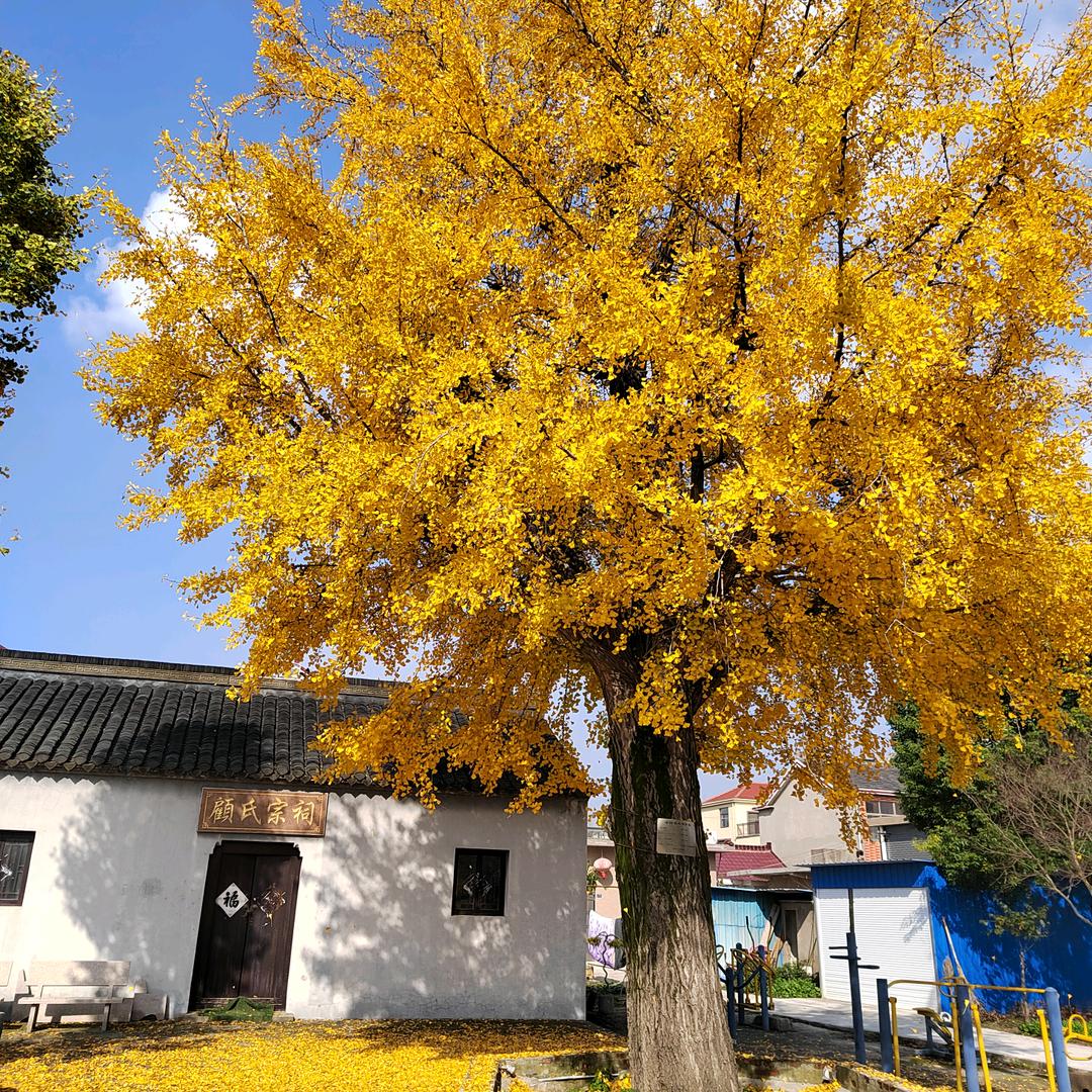 扬州市江都区，顾军
