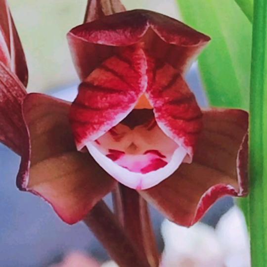 珍爱兰花