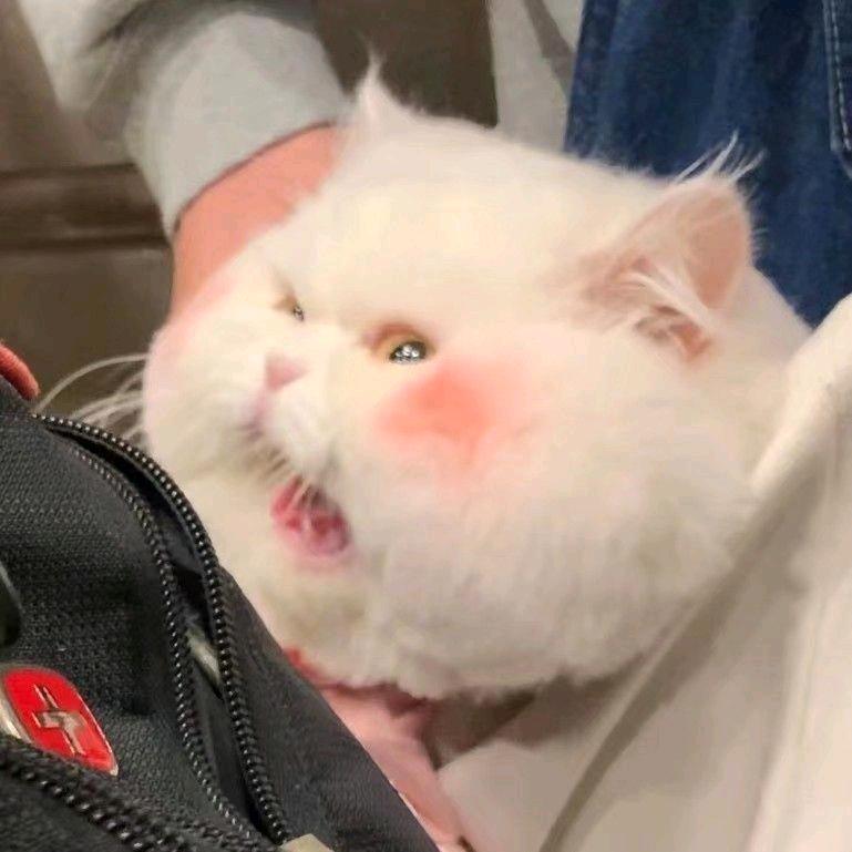 张张ฅฅ