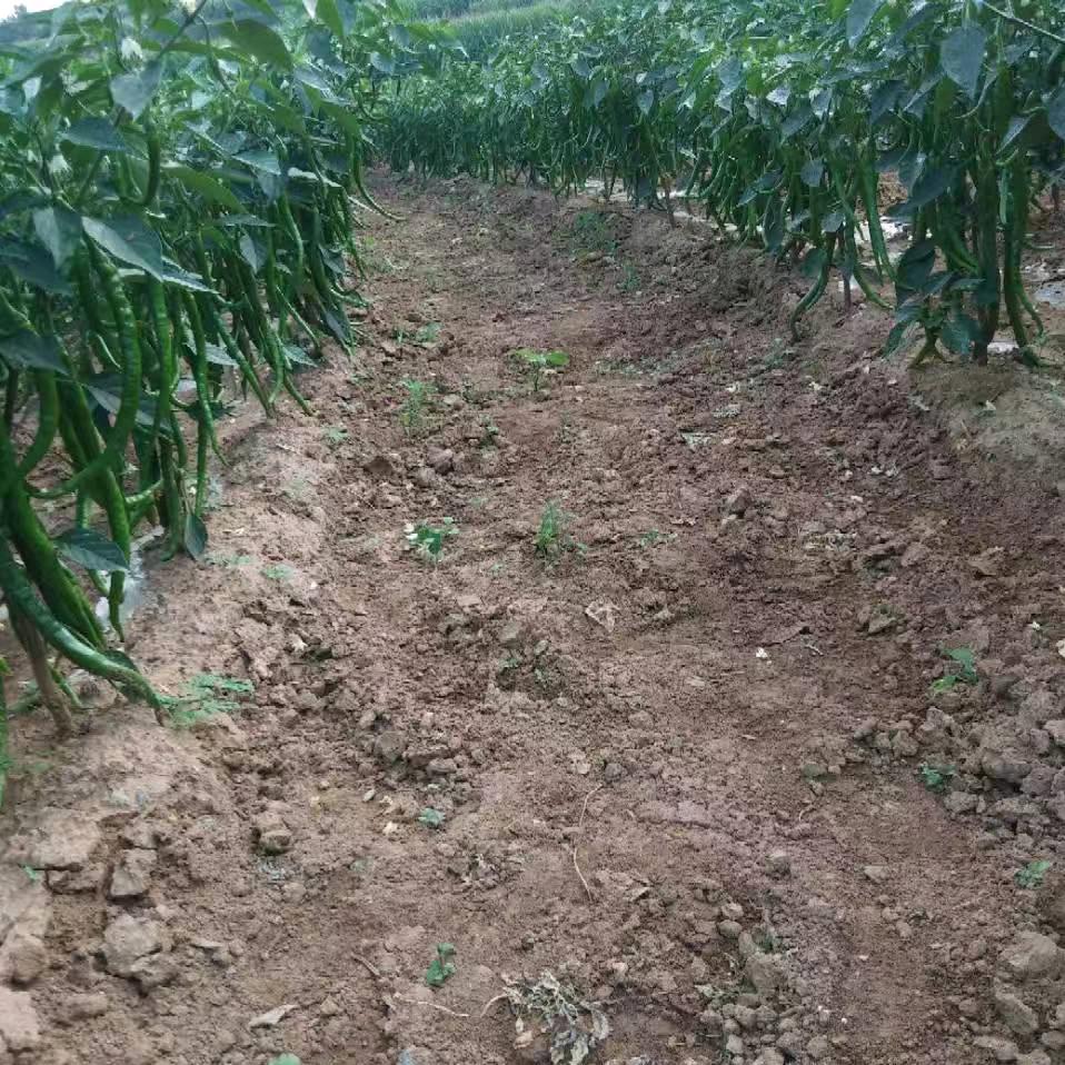 我行我素