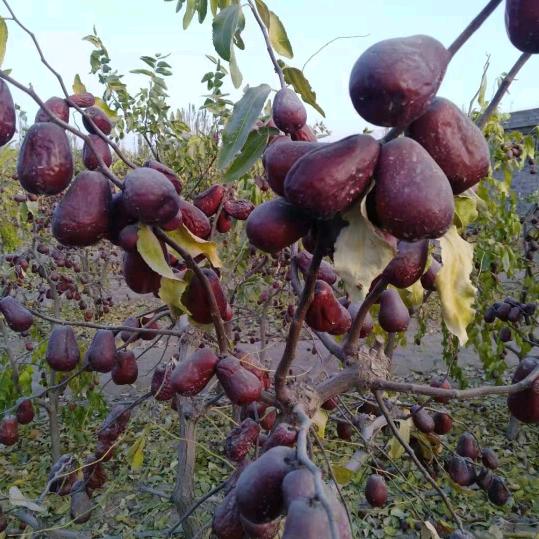 登封市新疆大枣核桃门市