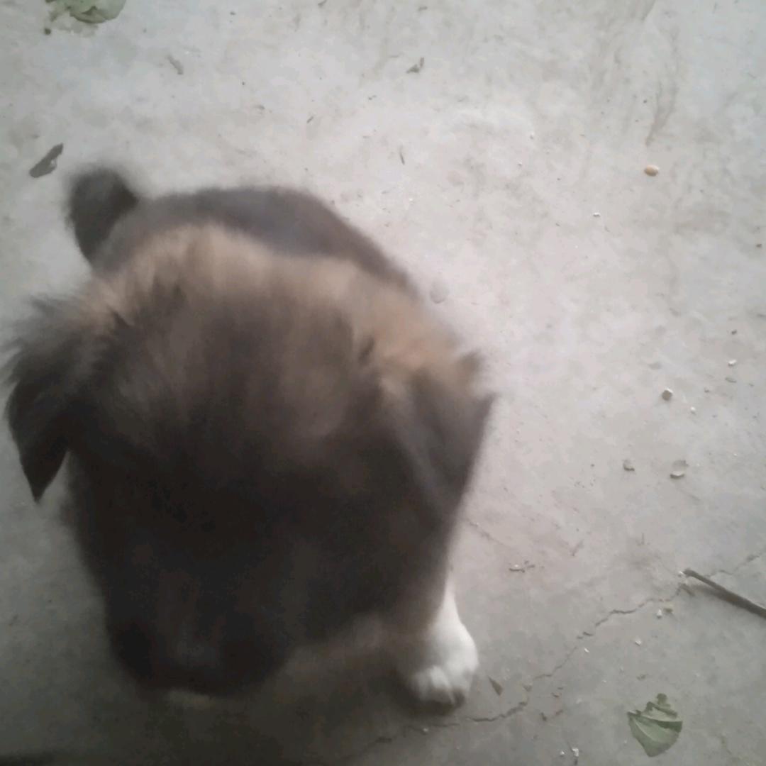 飞狗