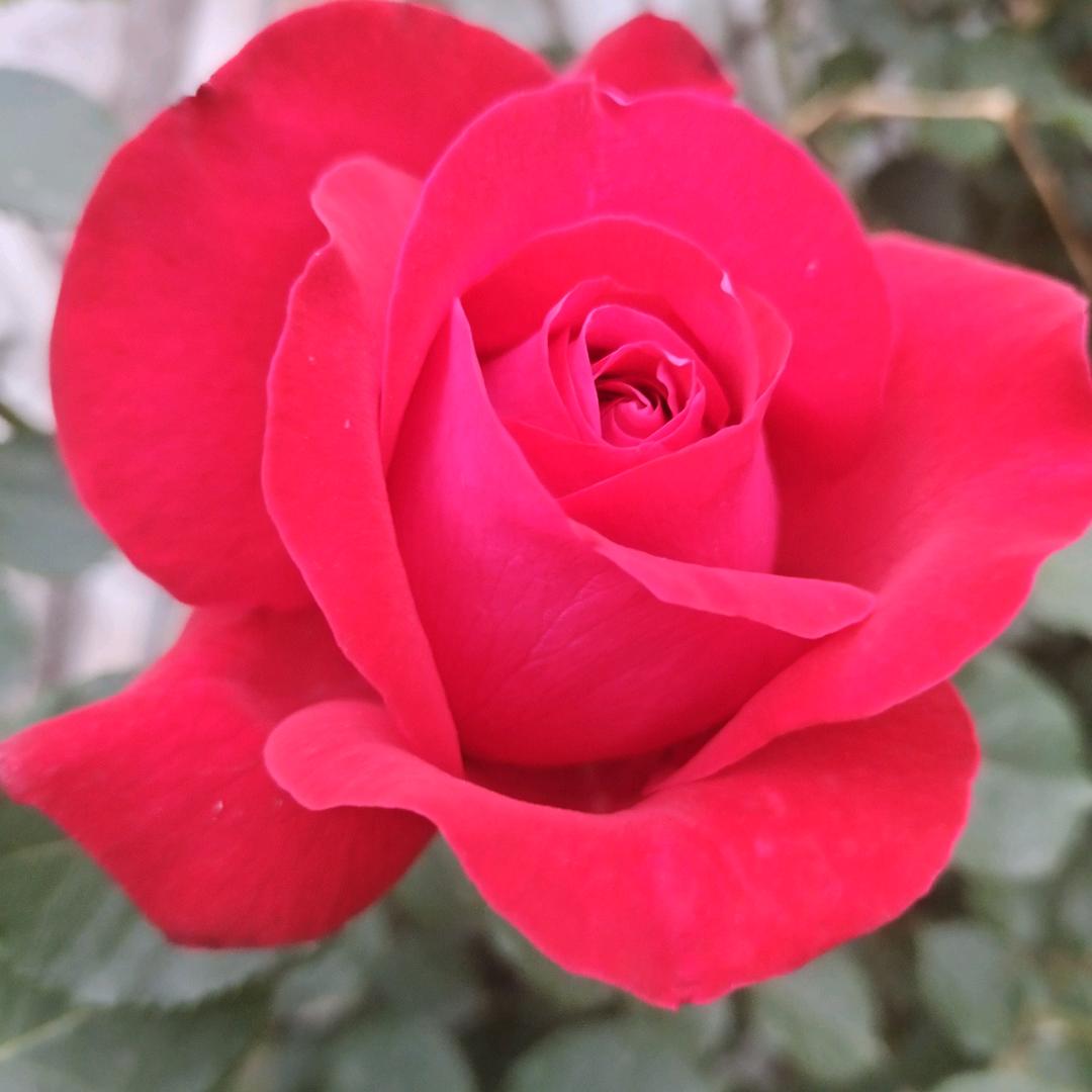 江山如画笑面如花