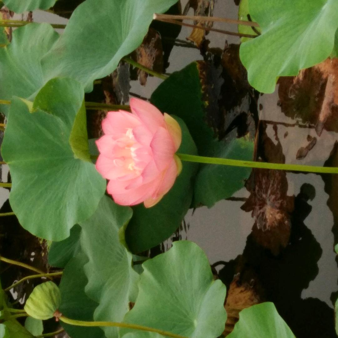 木林