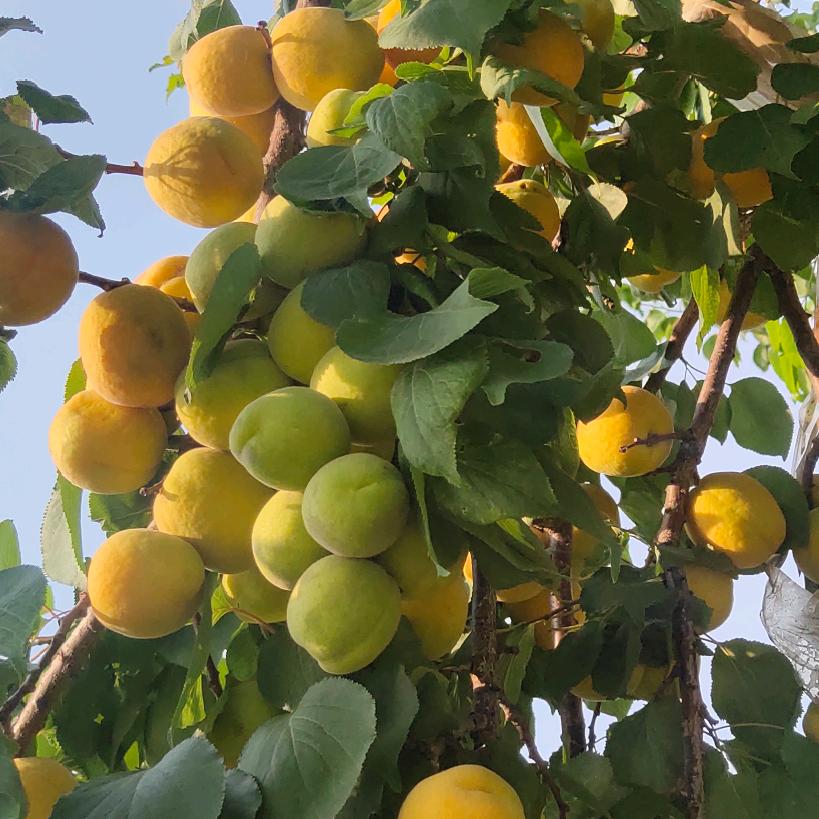 🌹梁国栋🌹🐎