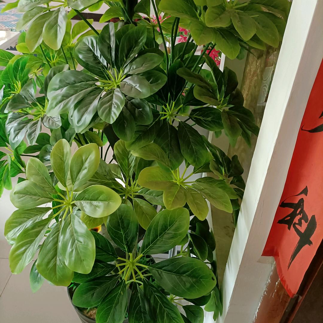 天天开心113