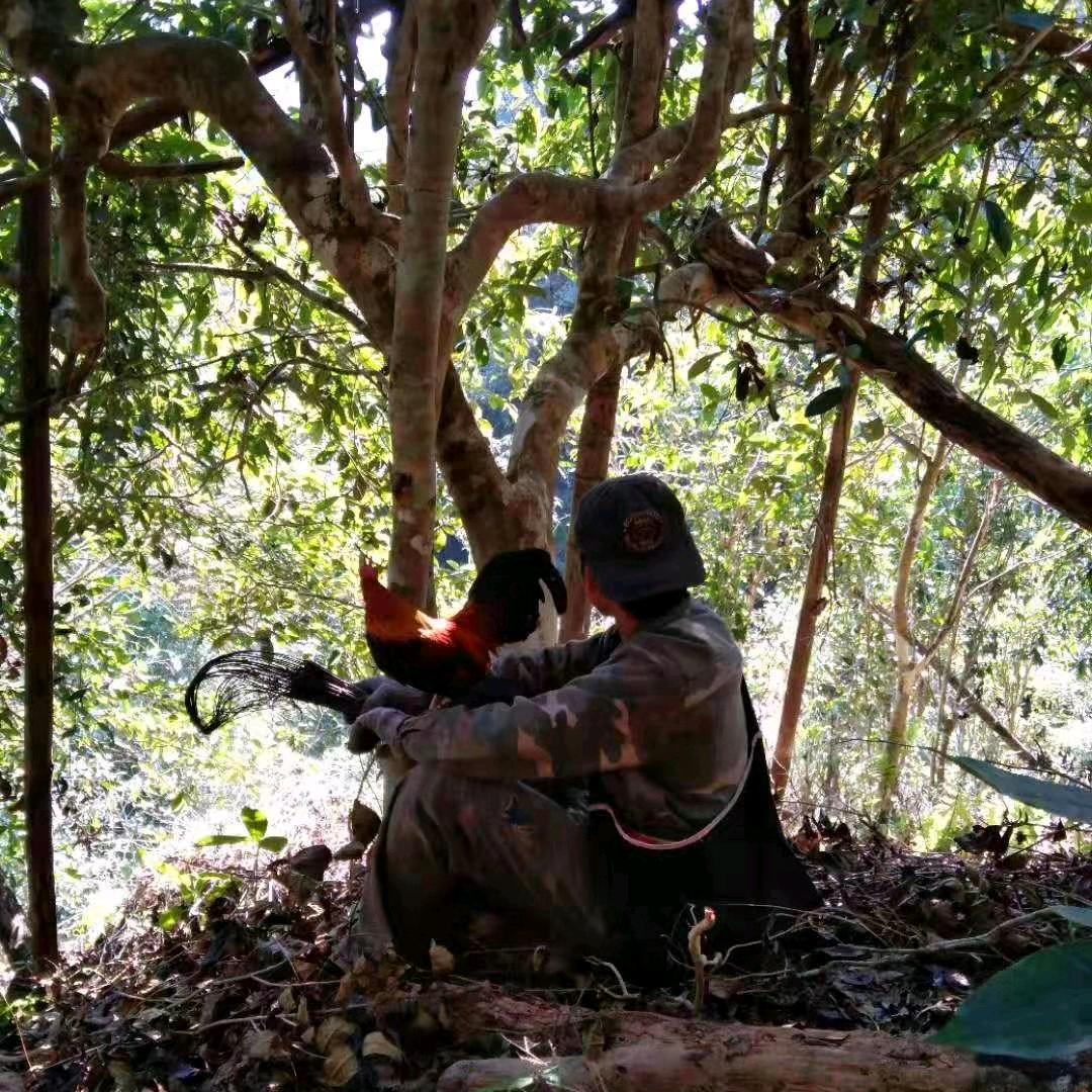 一手茶农..🇱🇦