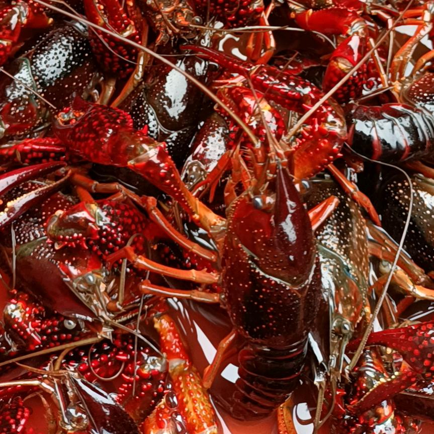 庐山市，龙虾哥