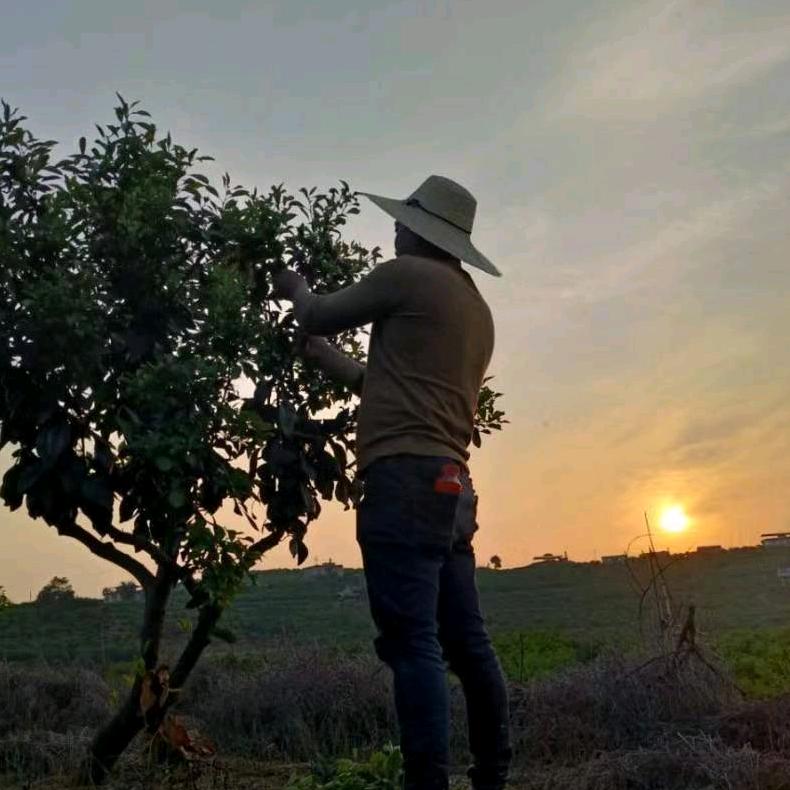 飞哥（柑橘种植交流）