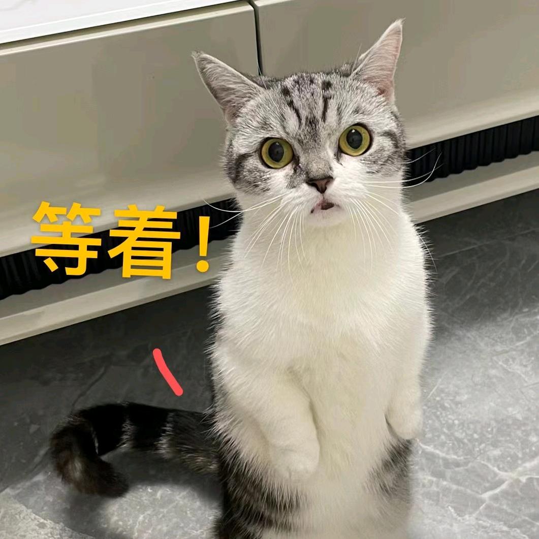 疯疯兔