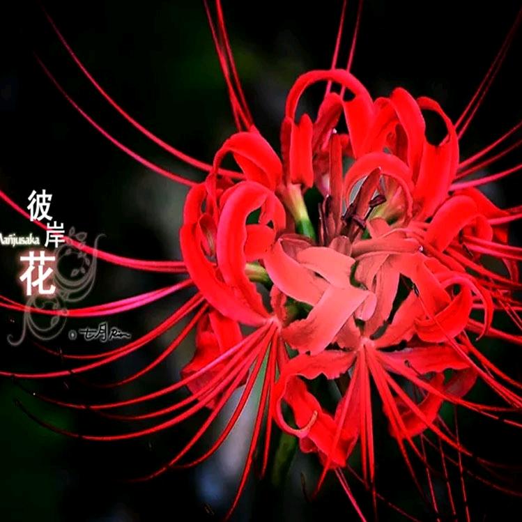 彼岸,依旧眷恋_