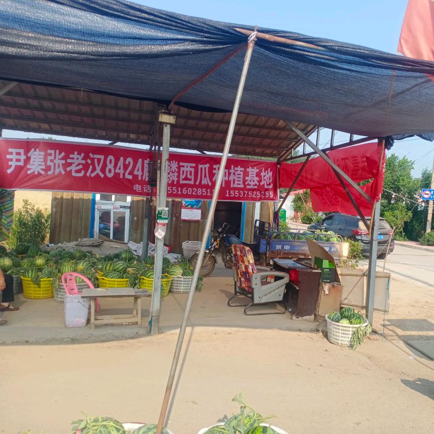 尹集镇张老汉品种西瓜种植基地