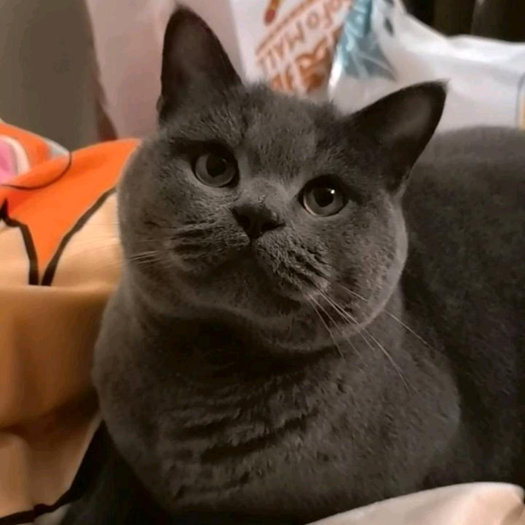 欲载桂花同载酒