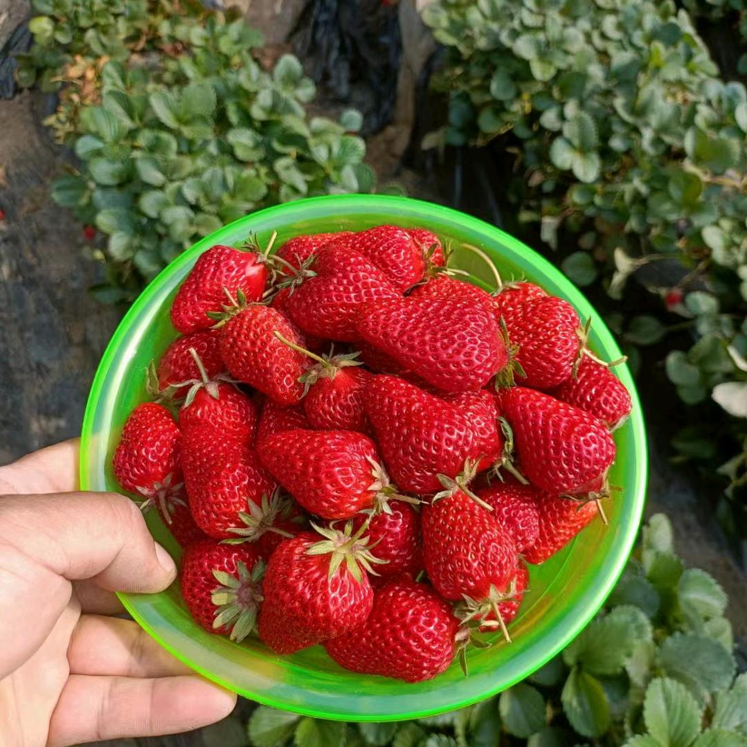 老二水果产地优选