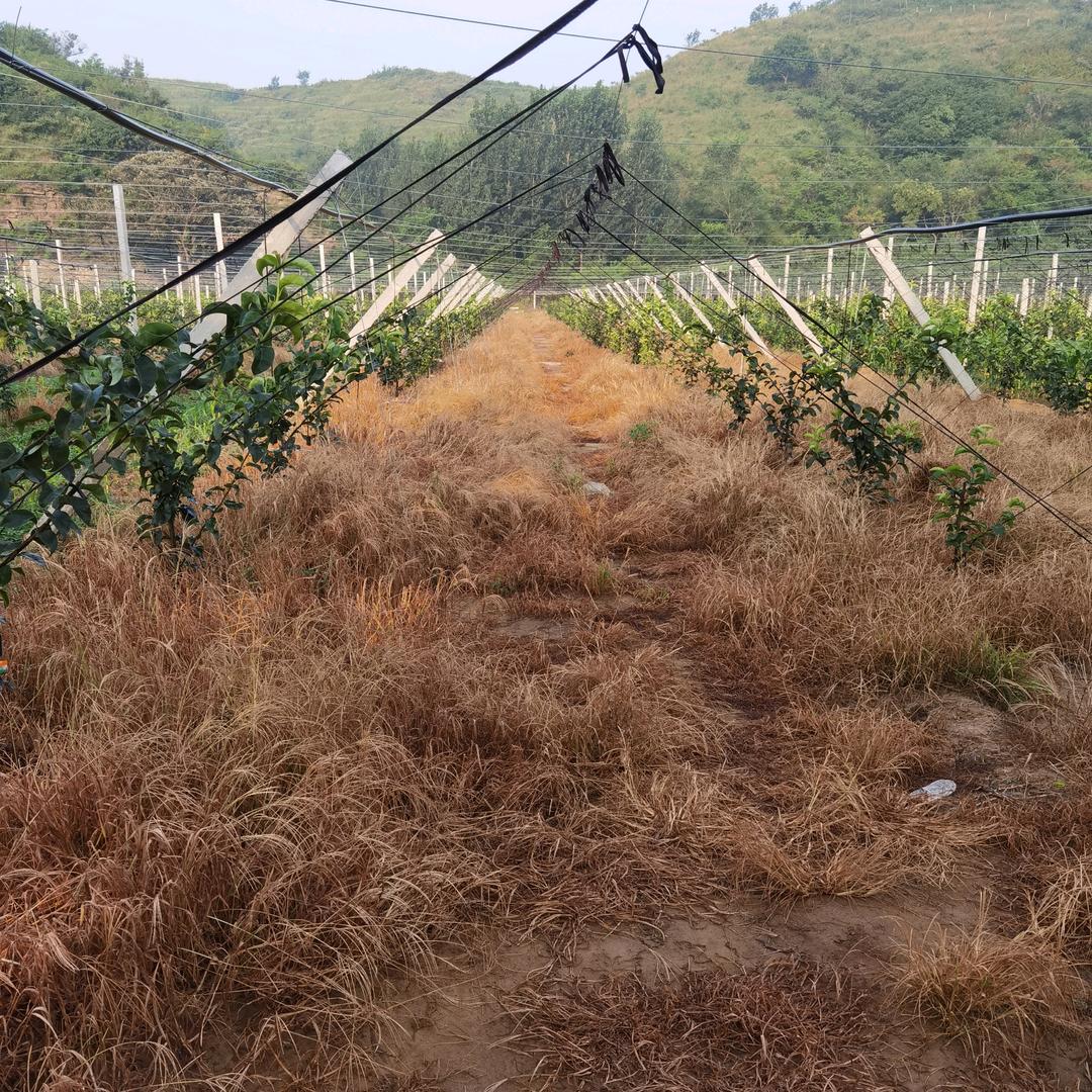 秋风清逸🐉🐉