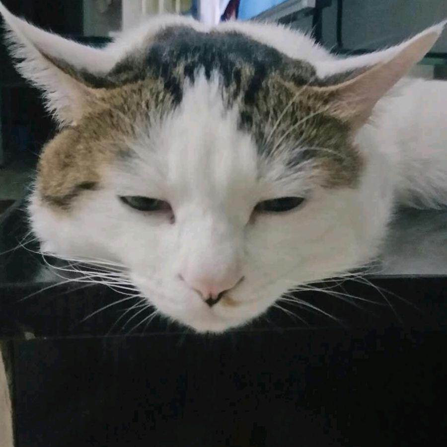 狐狸