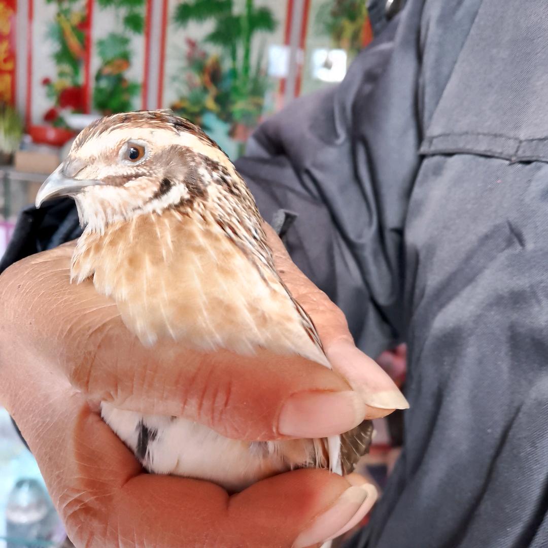 sfw