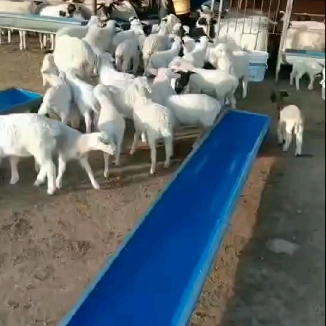 林哥讲养殖