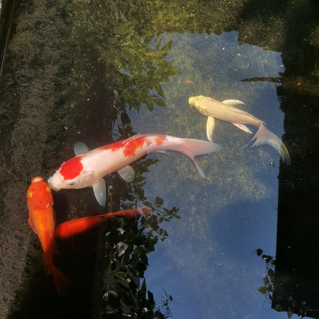 叶小菊