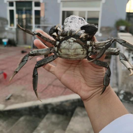 慧慧稻田河蟹