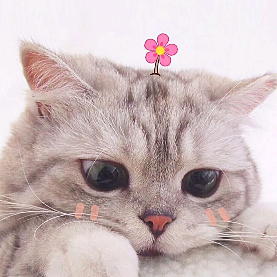 🌈✨恰巧在碗里修仙✨🌈