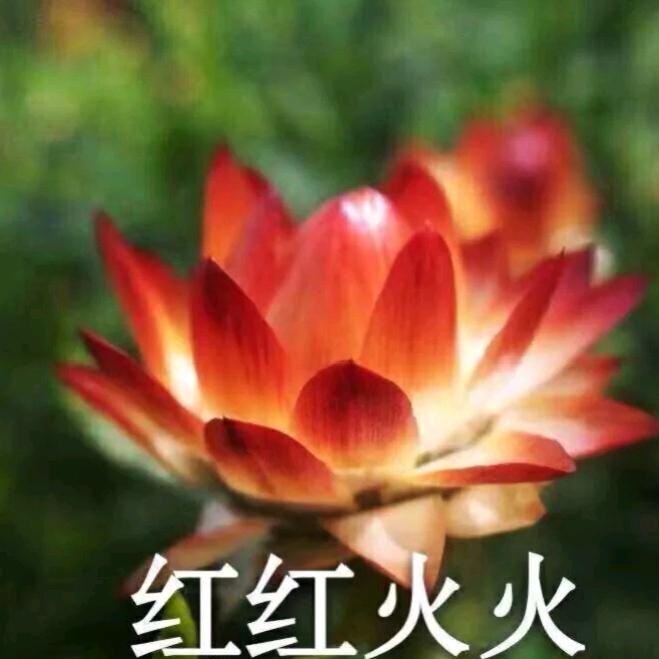 农村老太太👵