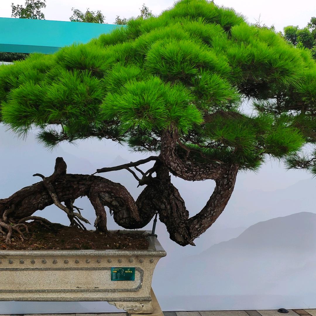 超Q顺