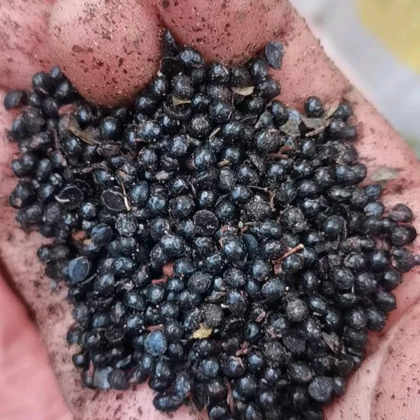 赵姐花椒籽粕批发花椒籽生产厂家