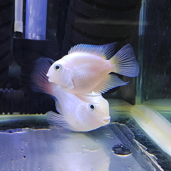 鱼乐阁观赏鱼店