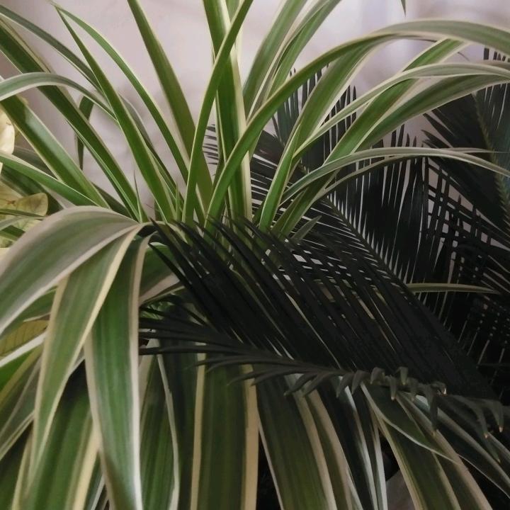 岁月静好了头像