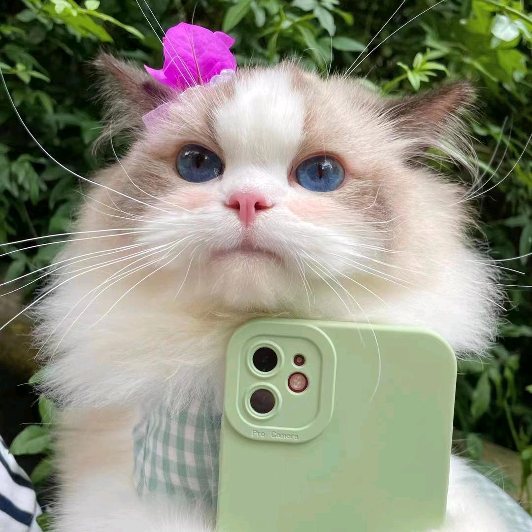 康康猫屋（汕头英短宠物猫）