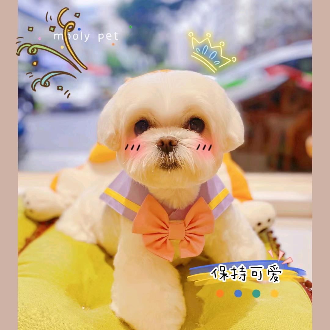 小璟家有可爱多🐶