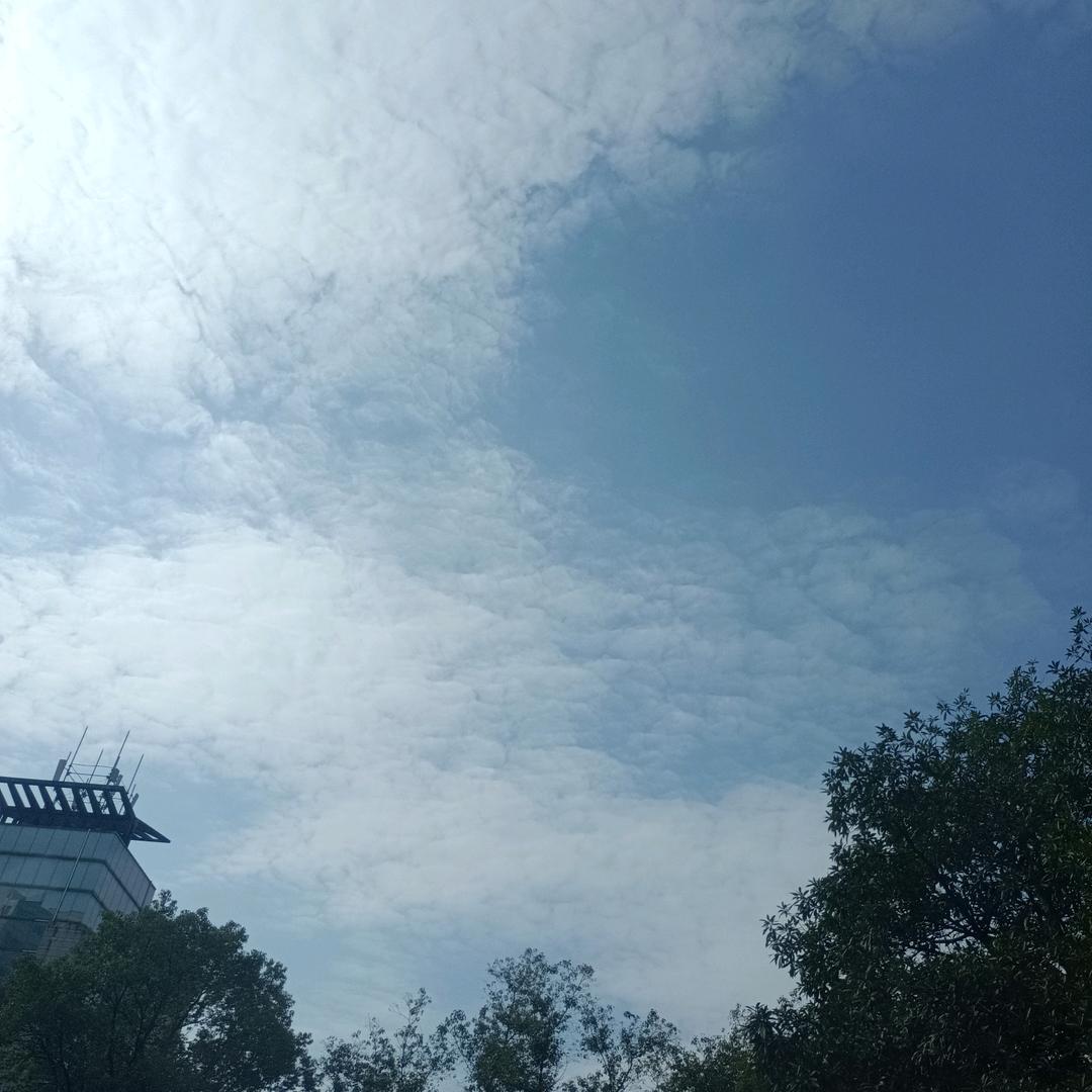 红玫瑰