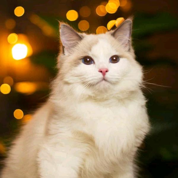 西城男银西城往事！