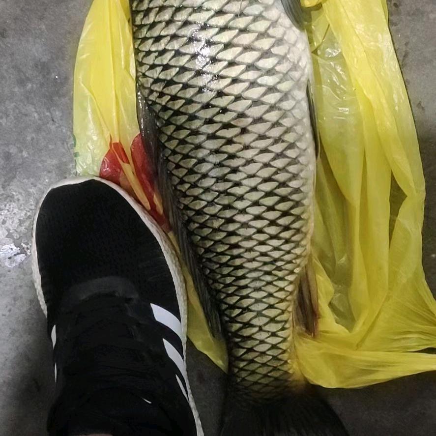 军弟钓鱼巜辉狐》