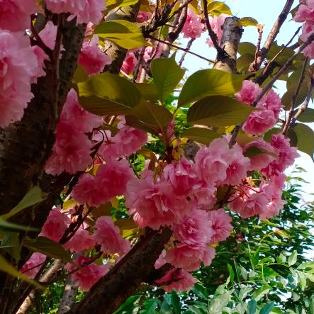 一次不忠，终身不用