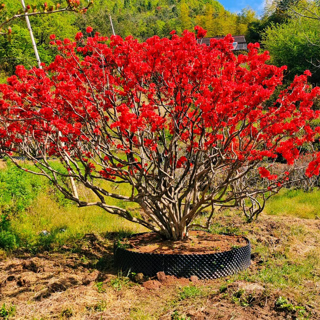 岳景园大别山映山红